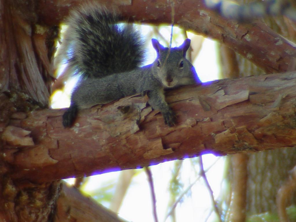 The Fireside Inn Idyllwild Bagian luar foto
